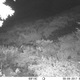 The grasshopper-loving wolf, returning to the scene of the crime.